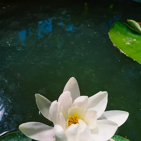 Frühstückspension Layla Gocek Adults Only 4*